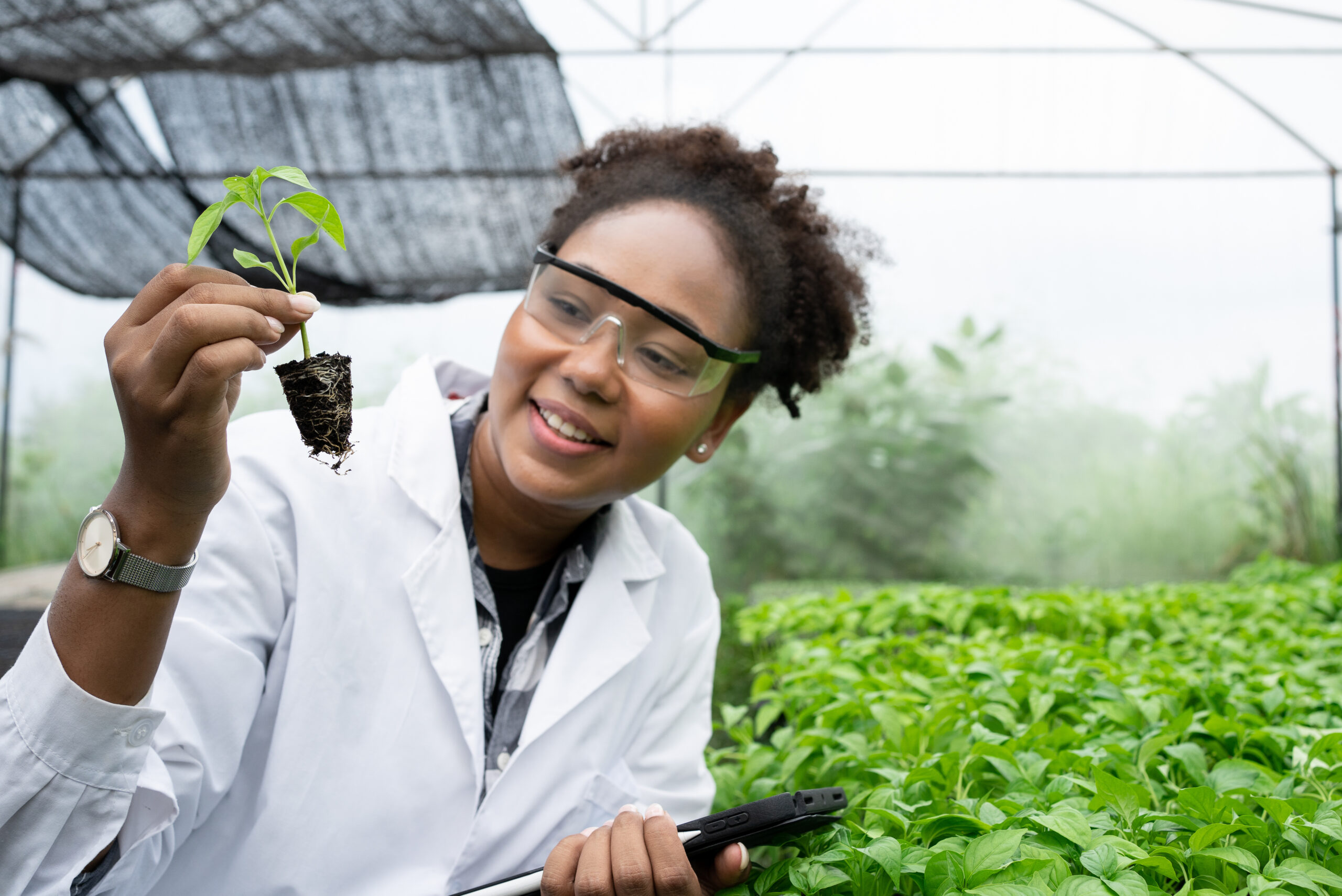 Illustrative image of Plant Genetic Expert researcher holding young Plant for research with other species vegetables in organic farm. Good quality products. Scientist in greenhouse.